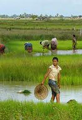 wet rice cultivation